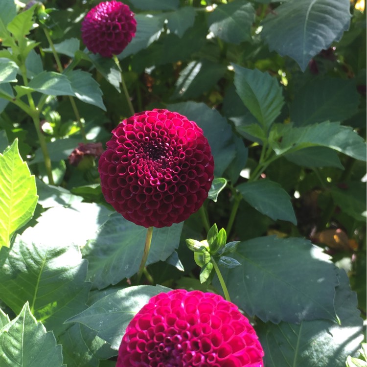 Plant image Dahlia 'Moor Place'