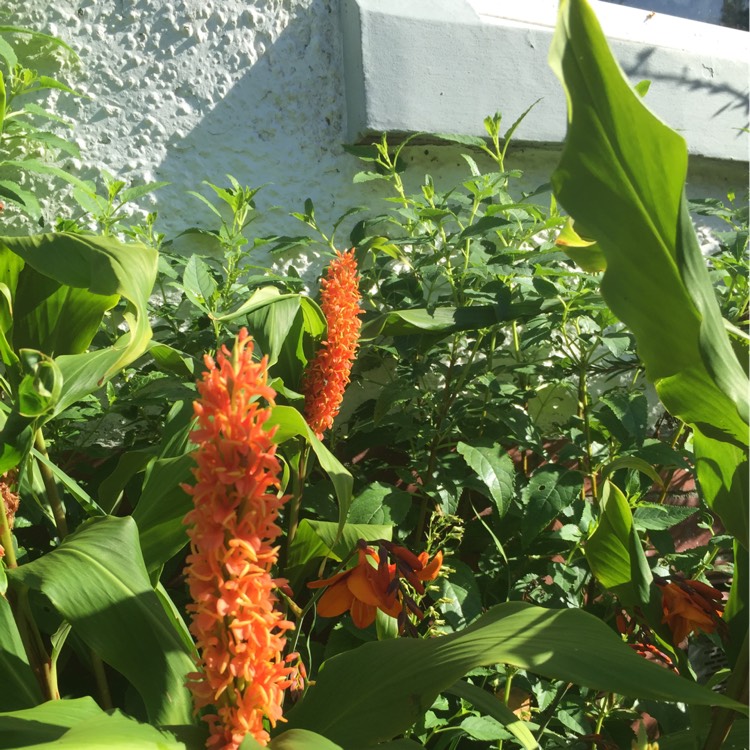 Plant image Hedychium densiflorum 'Assam Orange'