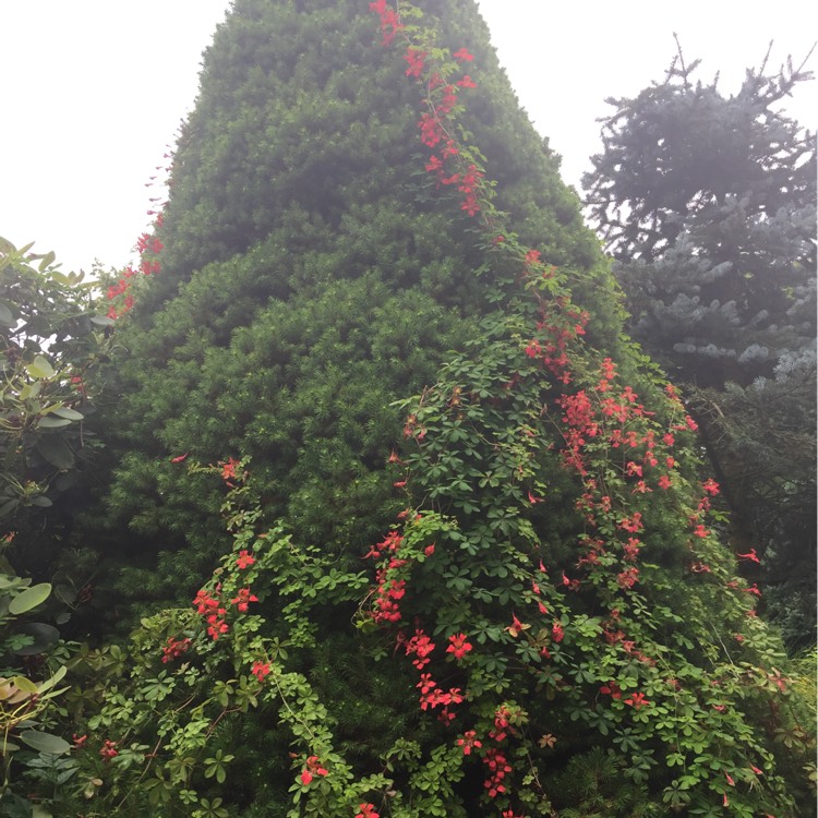 Plant image Tropaeolum speciosum