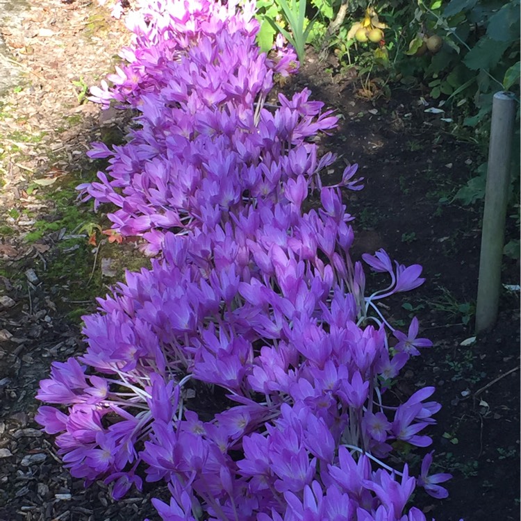 Plant image Colchicum 'Autumn Queen'