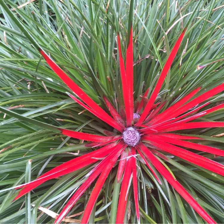 Plant image Fascicularia Pitcairnifolia