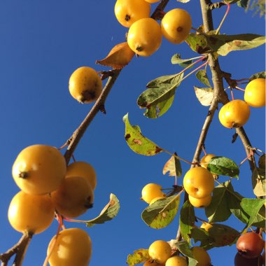 Malus x zumi 'Golden Hornet'