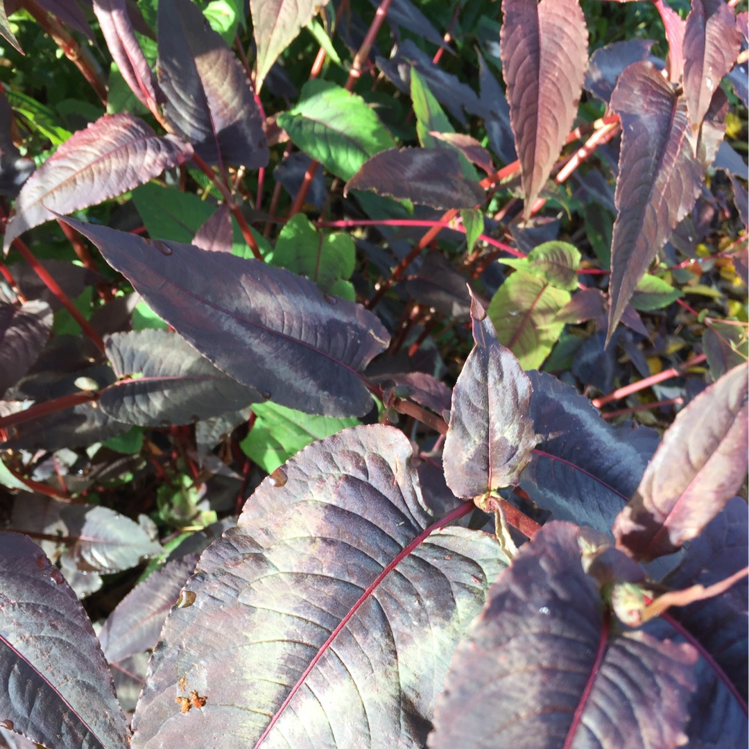 Persicaria microcephala 'Red Dragon'