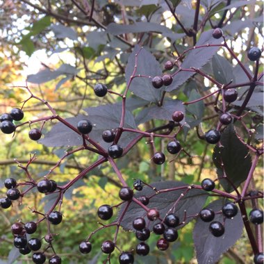 Sambucus nigra f. porphyrophylla 'Gerda' syn. Sambucus nigra f. porphyrophylla 'Black Beauty', Sambucus nigra 'Black Beauty'