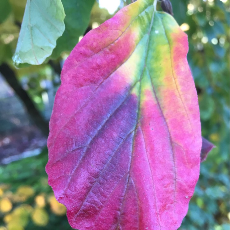 Plant image Parrotia