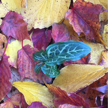 Arum italicum subsp. italicum 'Marmoratum'