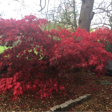 Acer palmatum