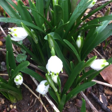 Leucojum vernum