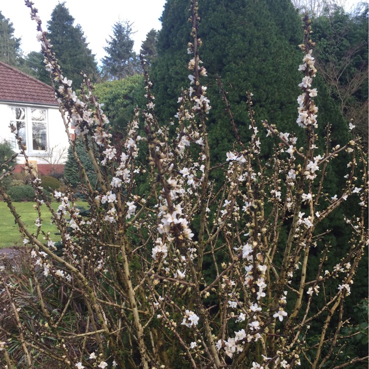 Plant image Daphne 'mezereum'