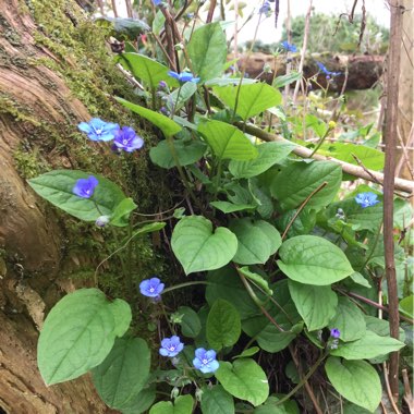 Omphalodes verna