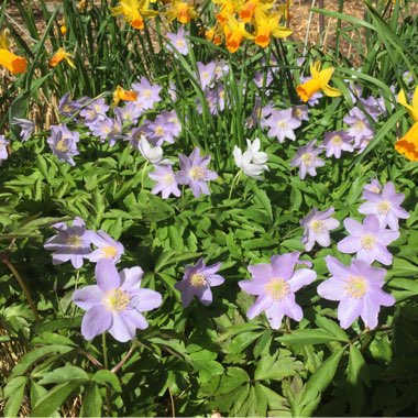 Anemone nemorosa 'Robinsoniana'