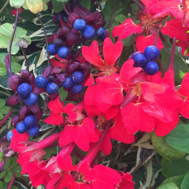 Plant image Tropaeolum speciosum