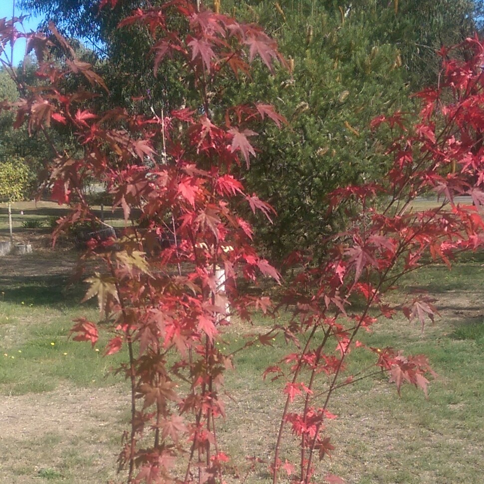 Japanese Maple