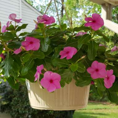 Catharanthus roseus syn. Vinca Rosea 'Grape Cooler'