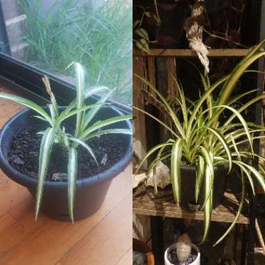 Spider Plant 'Vittatum'