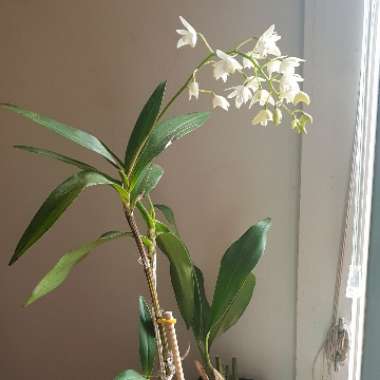 Dendrobium Orchid