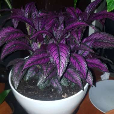 Persian Shield