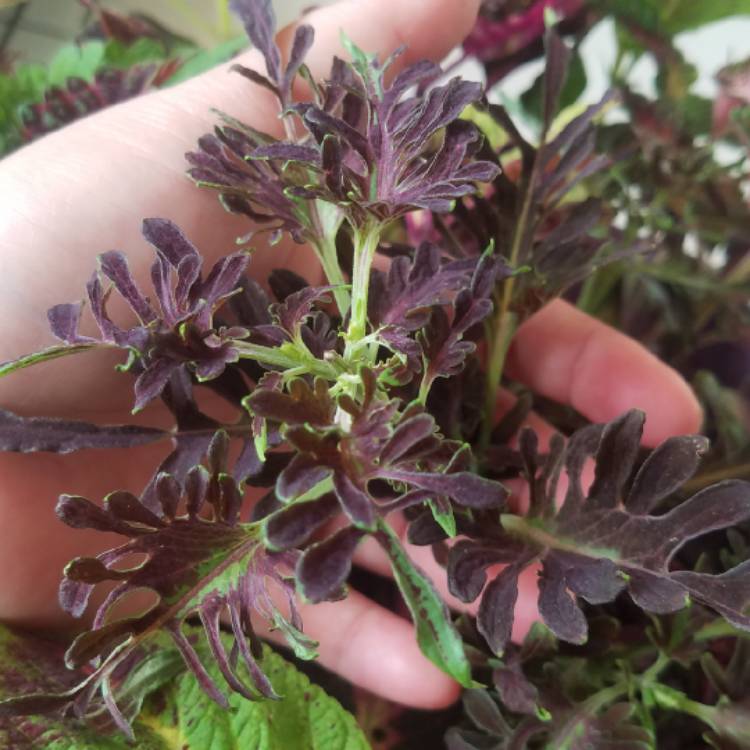 Plant image Plectranthus scutellarioides 'Kiwi Fern'