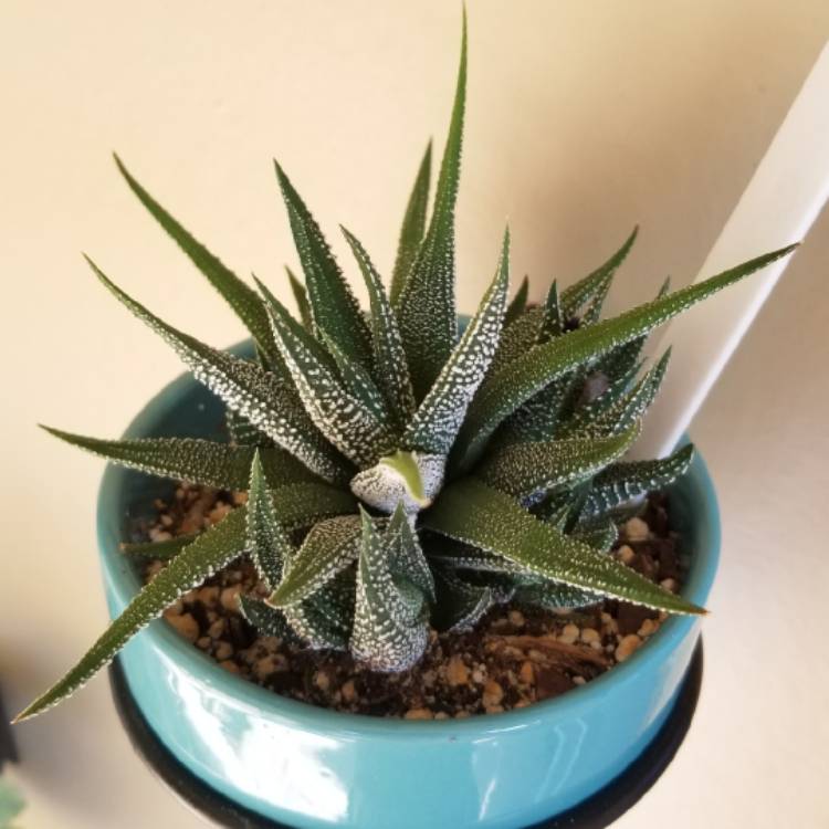 Plant image Haworthia Fasciata Concolor