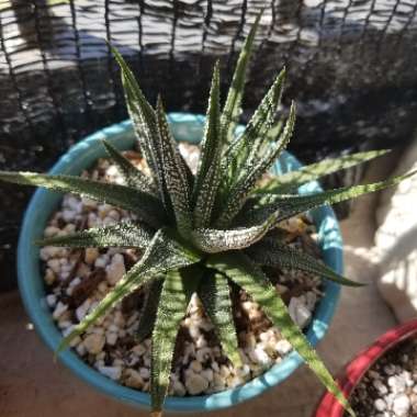 Concolor Zebra Plant