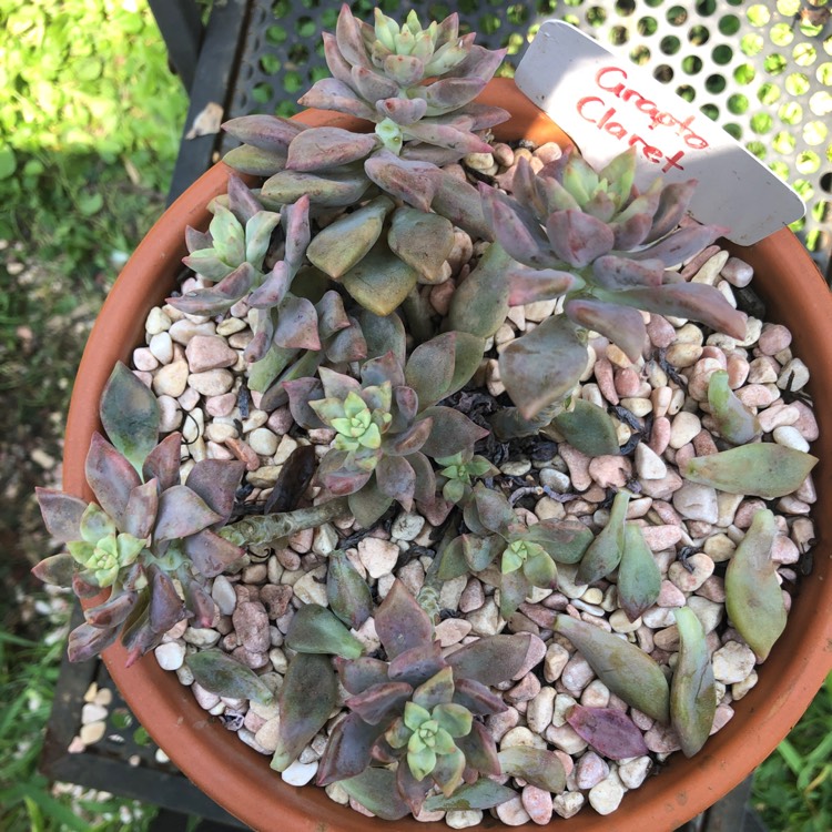 Plant image Graptopetalum Claret