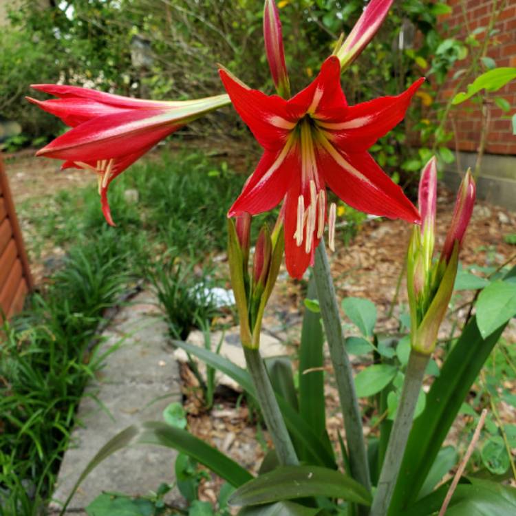 Plant image Hemerocallis 'Autumn Red'