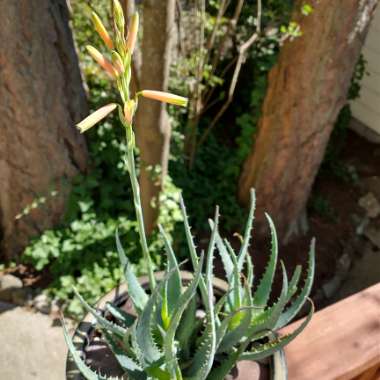 Aloe 'Blue Elf'