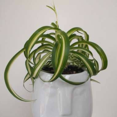 Spider Plant 'Bonnie'