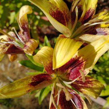 Lily (Asiatic)