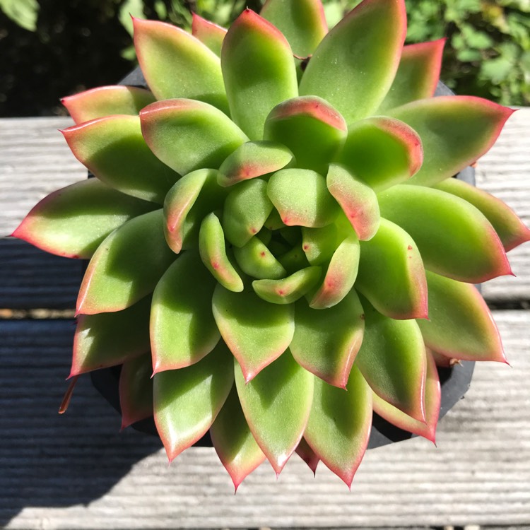 Plant image Echeveria Green Waterlily