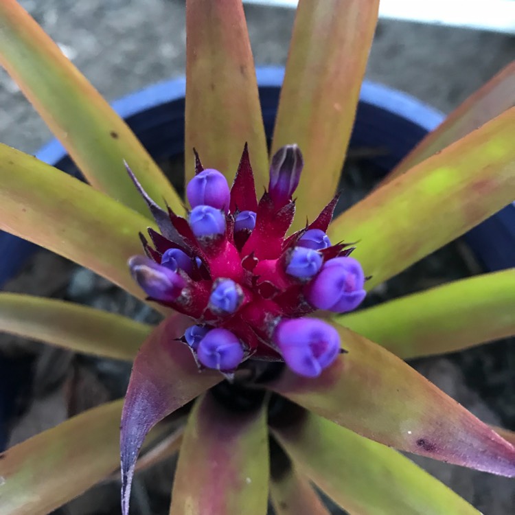 Plant image Aechmea 'Recurvata'