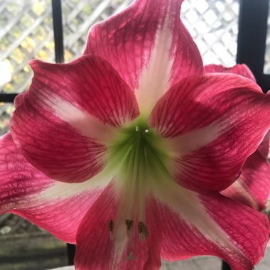 Hippeastrum (Amaryllis)