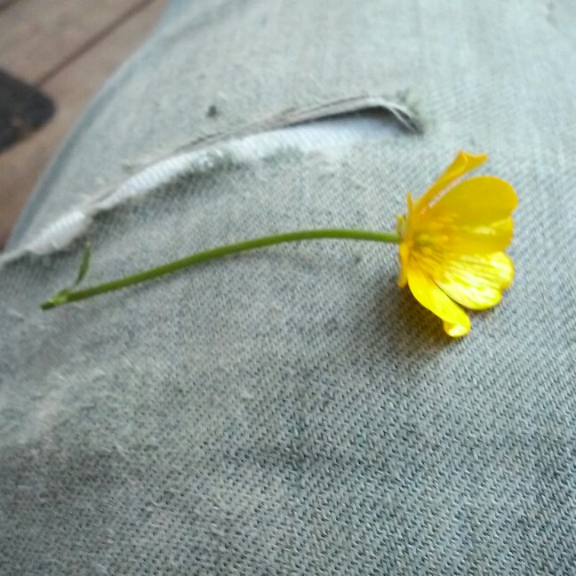 Plant image Ranunculus acris