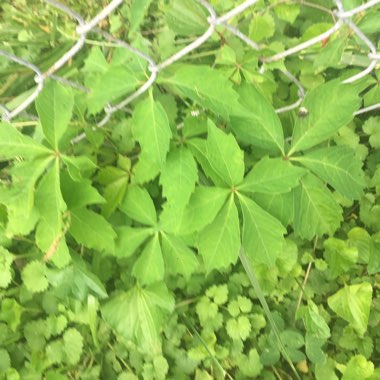 Virginia Creeper