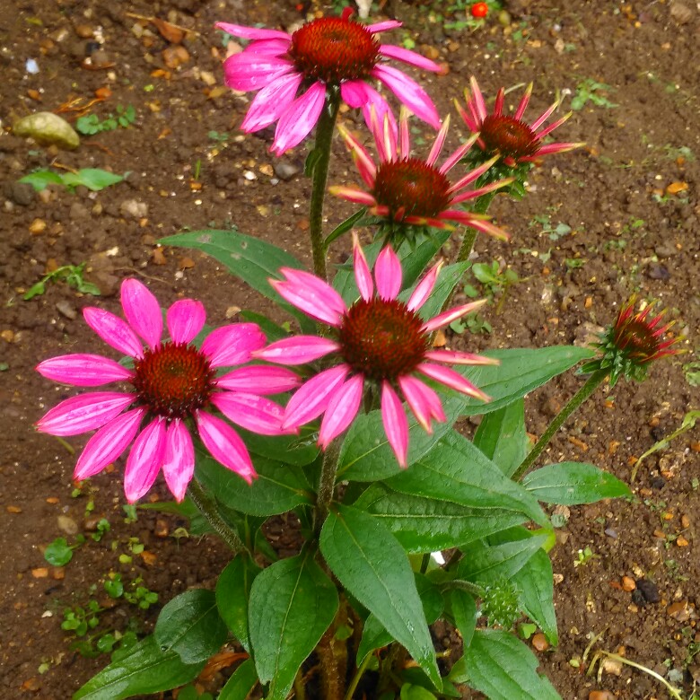 Plant image Echinacea 'Amazing Dream' (Dream Series)