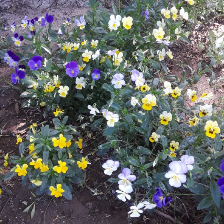 Plant image Viola arvensis