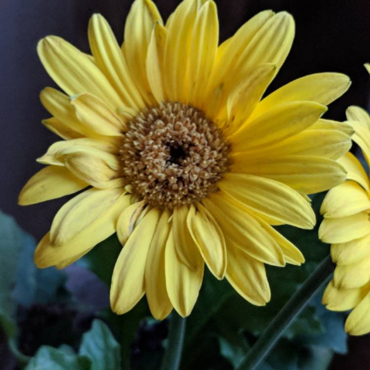 Plant image Osteospermum 'Voltage Yellow'