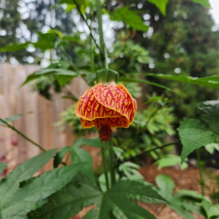 Plant image Abutilon pictum