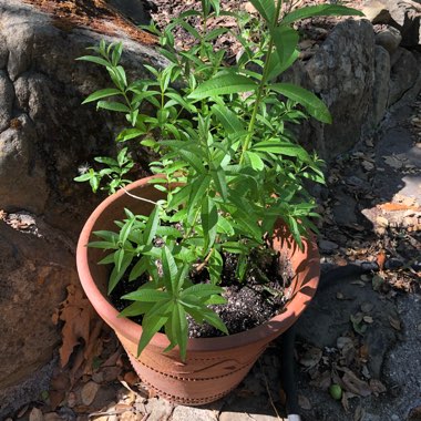 Lemon Verbena