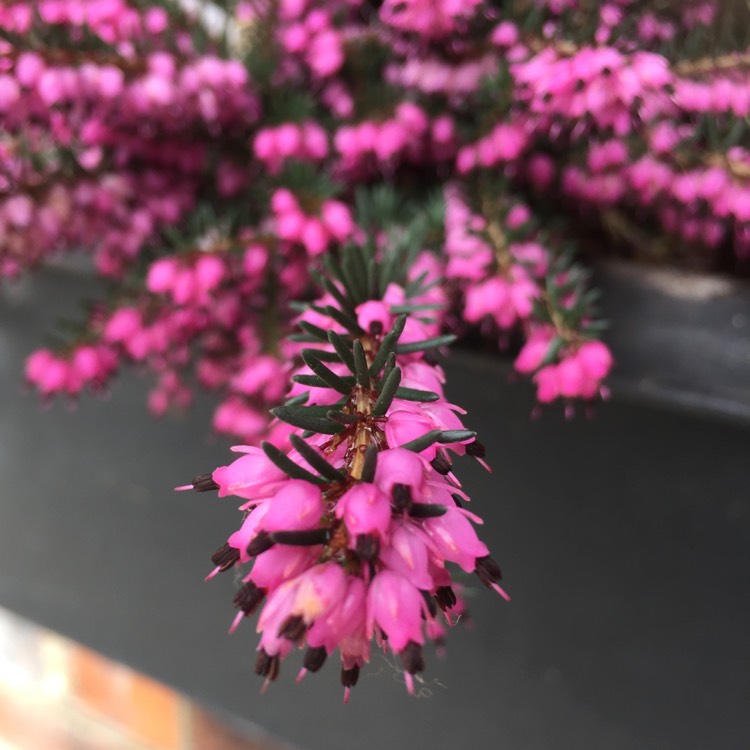 Plant image Calluna vulgaris 'Pink Madonna' (Garden Girls Series)