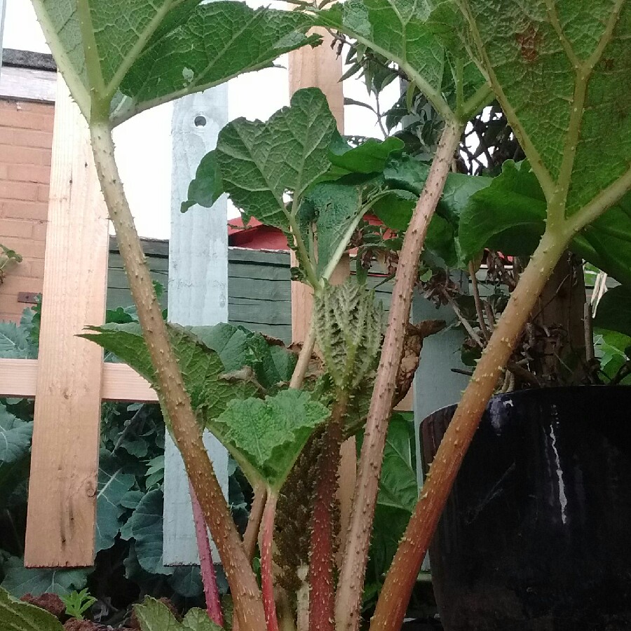 Giant Rhubarb