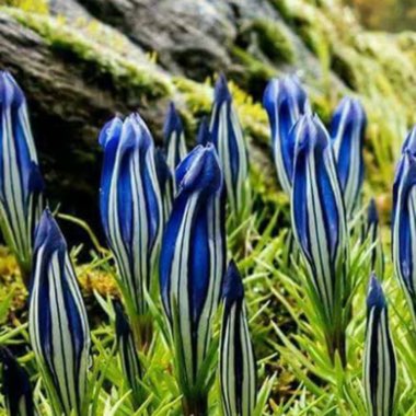 Gentiana