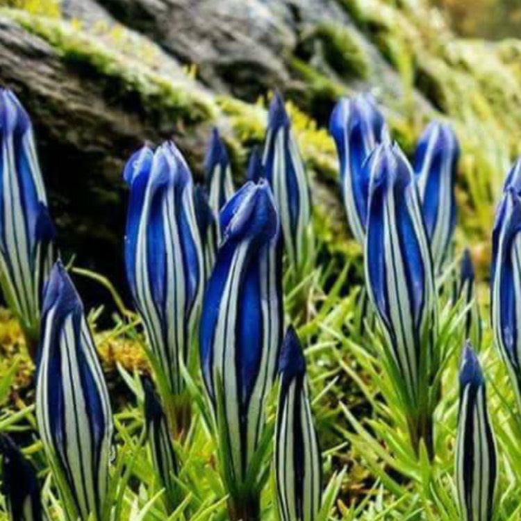 Plant image Gentiana