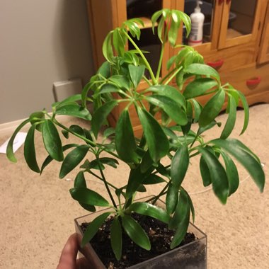 Dwarf Umbrella tree