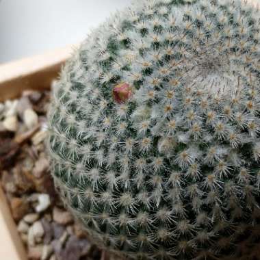 Mammillaria haageana 'Elegans'