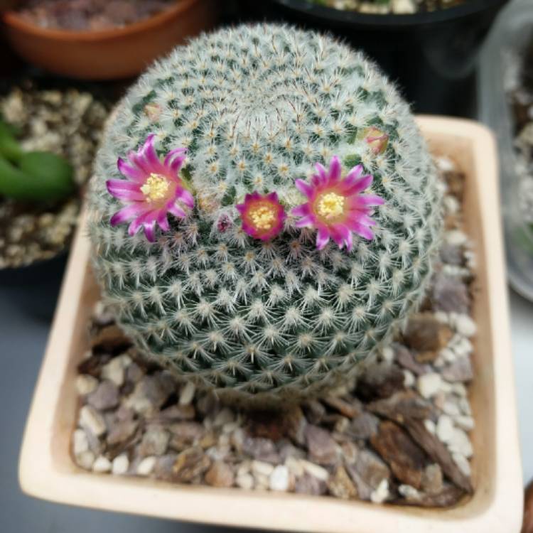 Plant image Mammillaria haageana 'Elegans'