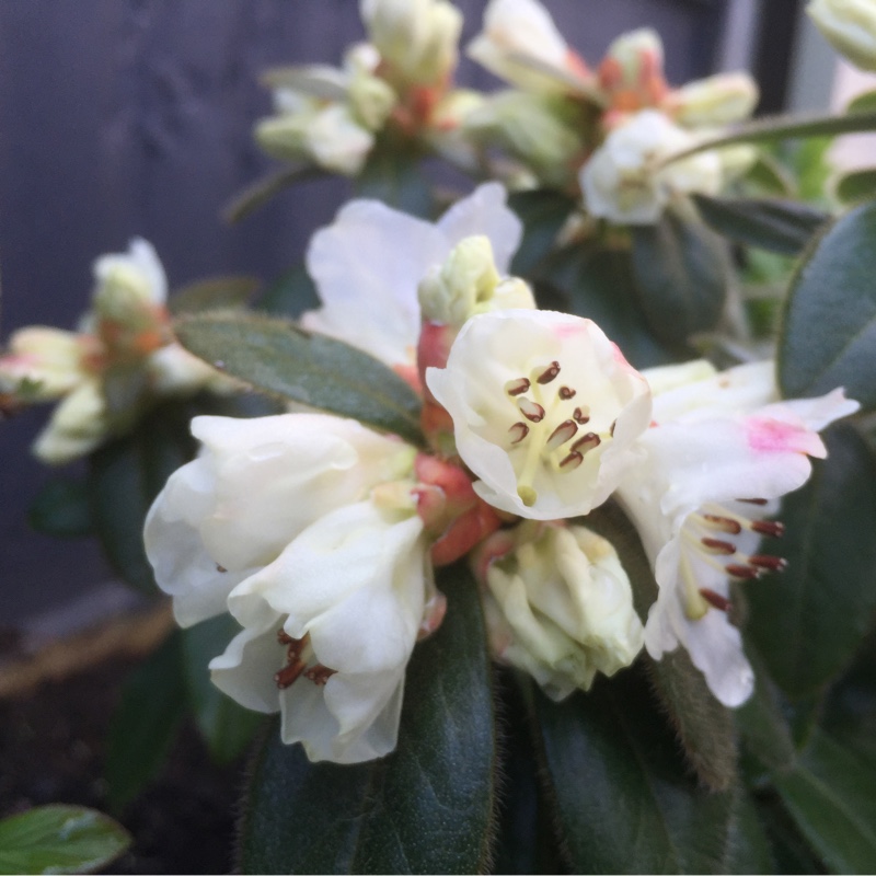 Plant image Rhododendron 'Snow Lady'