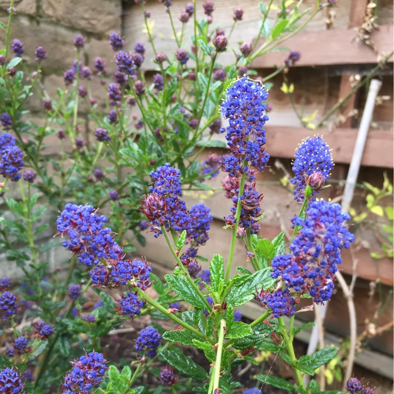 Plant image Ceanothus 'Concha'