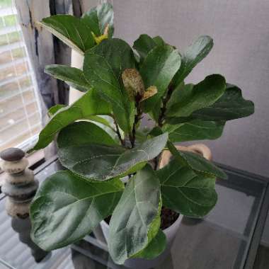 Fiddle Leaf Fig