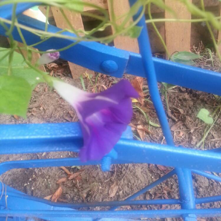 Plant image Ipomoea carnea